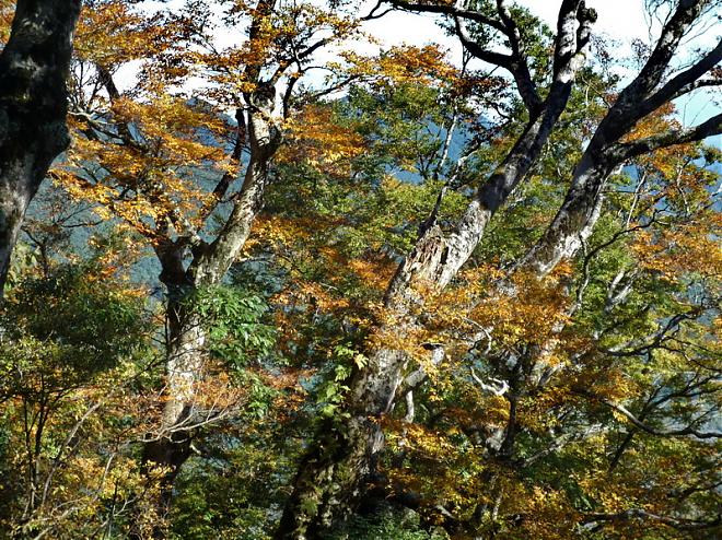 宜兰太平山山毛榉步道．金黄秘径一日游｜台北出发