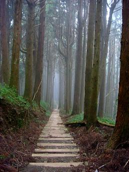 阿里山特富野＆八通关古道二日健行｜专业高山向导带队