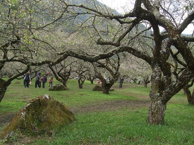 南投柳家梅园梅花季X东埔温泉二日游｜踏雪寻梅去