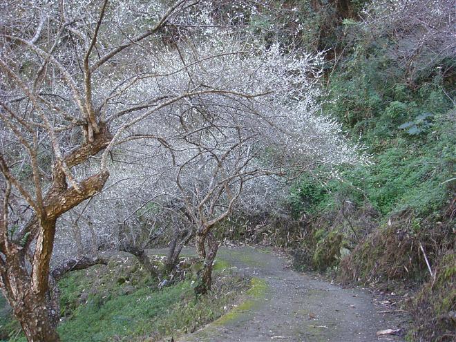 南投柳家梅园梅花季X东埔温泉二日游｜踏雪寻梅去