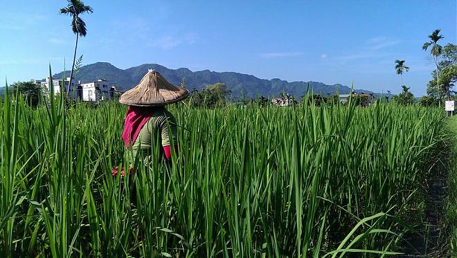 花莲-太巴塱部落玩体验-阿美族火红宝石之旅