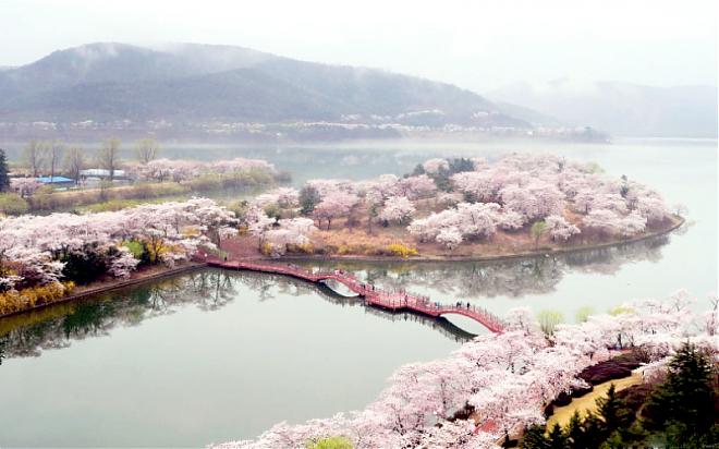 釜山出发|2025第32届庆州樱花马拉松参赛权