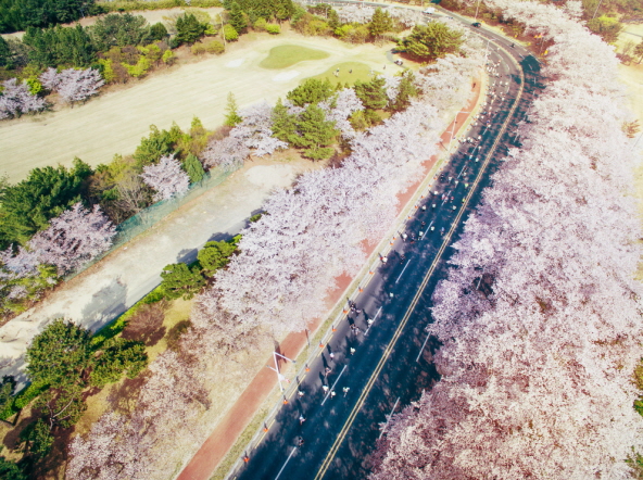 釜山出发|2025第32届庆州樱花马拉松参赛权