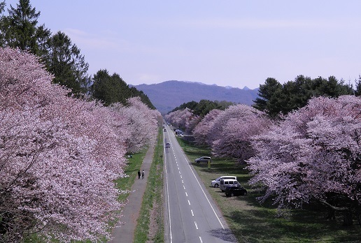 【2020北海道樱花】静内二十间道路赏樱行程