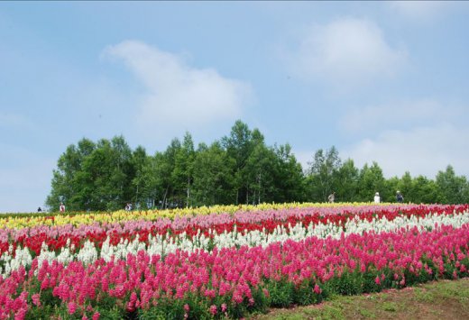 札幌出发｜北海道富田农场薰衣草・美瑛青池漫步一日游
