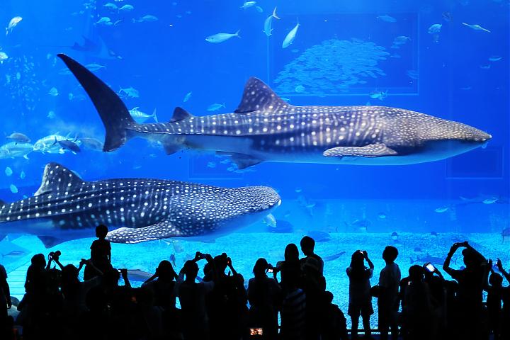 冲绳北部一日游| 美丽海水族馆2.5小时x琉球村x星野集团Banta Cafe