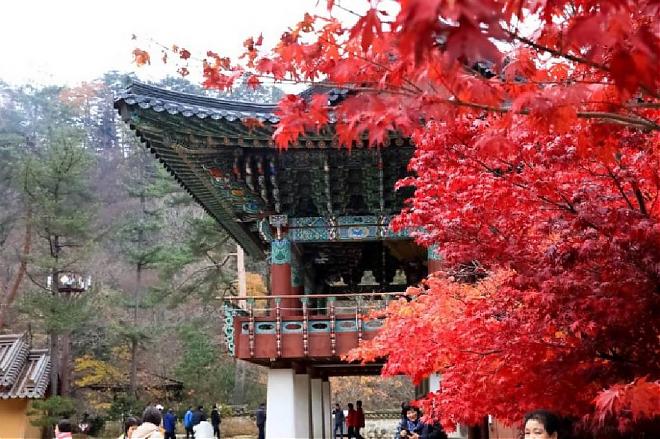 【当秋叶遇上银杏】洪川金黄银杏林。雪岳山红叶细赏一天团
