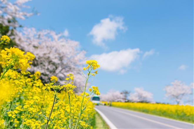 2020济州岛赏樱．油菜花齐放绝景豪华二日游