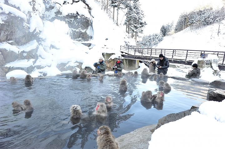 东京出发|长野一日游(雪猴泡温泉/户隐神社/饭山雪屋)