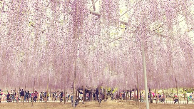 足利紫藤花×常陆海滨公园粉蝶花梦幻一日游（新宿出发）