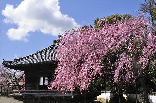 2020和歌山赏樱行程×采草莓一日游（大阪出发）