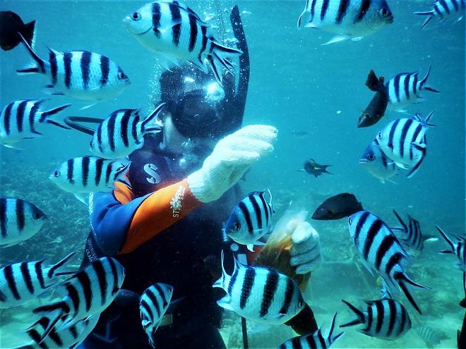 澎湖潜水体验．海底邮筒合照＆寄明信片｜免潜水证照