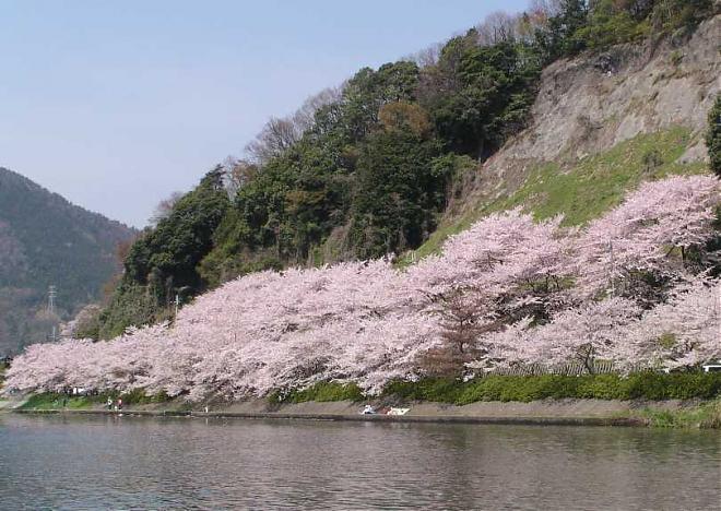 京都滋贺赏樱一日游．海津大崎樱花（大阪出发）