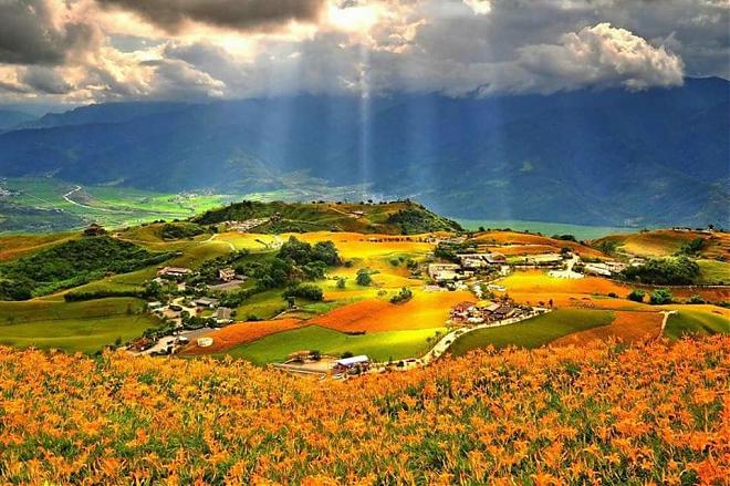 花莲六十石山金针花半日专车｜台东鹿野、池上出发
