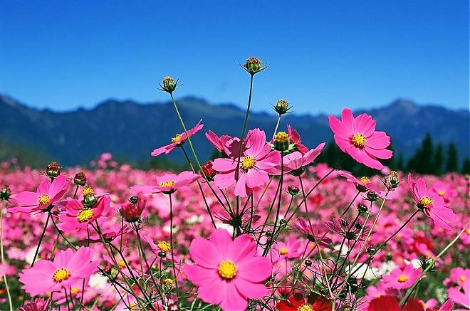 台中福寿山合欢溪二日游｜四季花海X合欢冰泉秘境