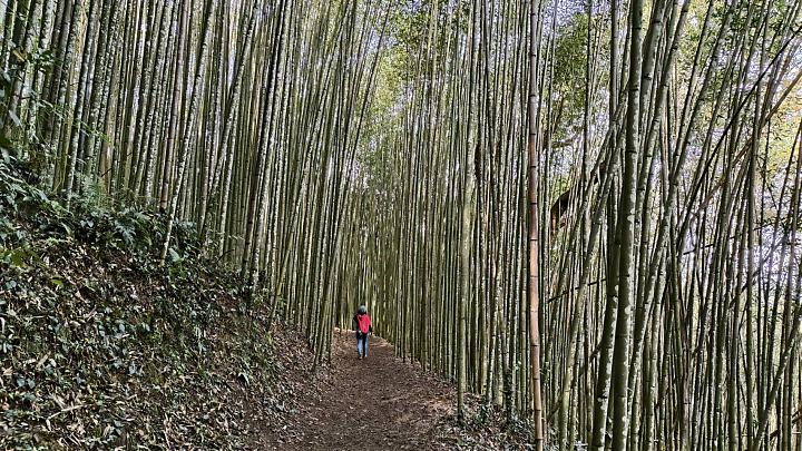 新竹霞喀罗古道一日全段健走｜石鹿→养老．赏枫限定