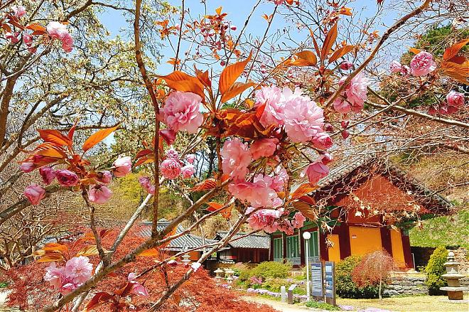 韩国瑞山文殊寺赏八重樱×采有机草莓一日游