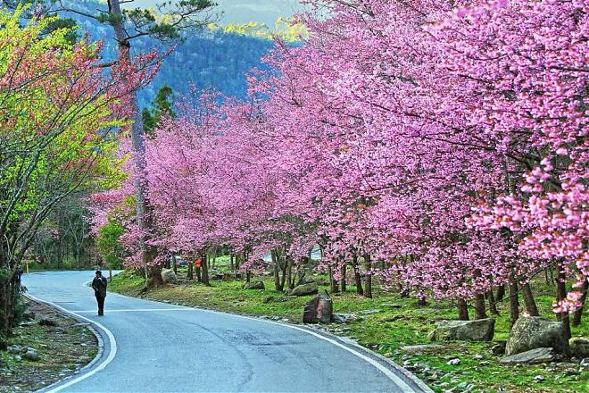 武陵农场赏樱一日游｜舒适小车．保证入园