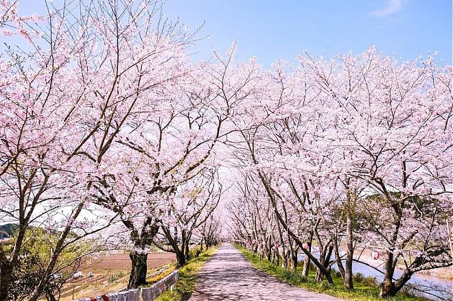 【浪漫赏樱】大井川铁道樱花．游览骏河湾二日游（入住滨名湖度假温泉饭店）