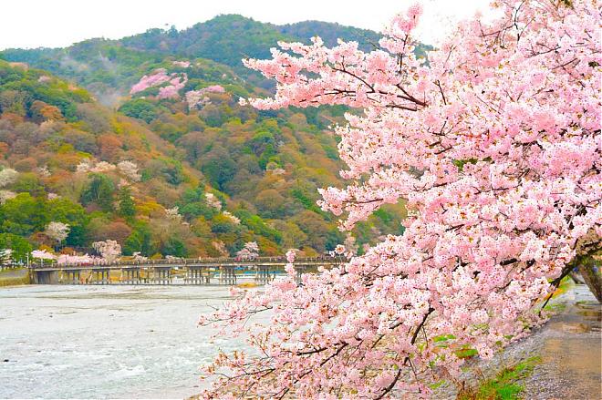【春日京都赏樱一日游】岚山、南禅寺、二条城等（难波、梅田出发）