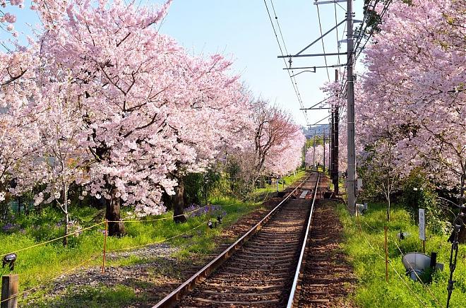 【春日京都赏樱一日游】岚山、南禅寺、二条城等（难波、梅田出发）