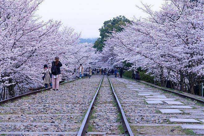 【春日京都赏樱一日游】岚山、南禅寺、二条城等（难波、梅田出发）