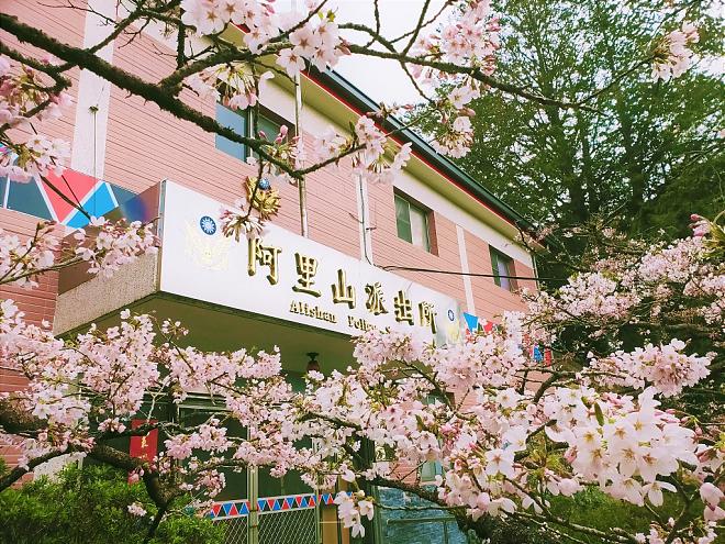 阿里山樱花季一日游｜交通+门票+赠伴手礼