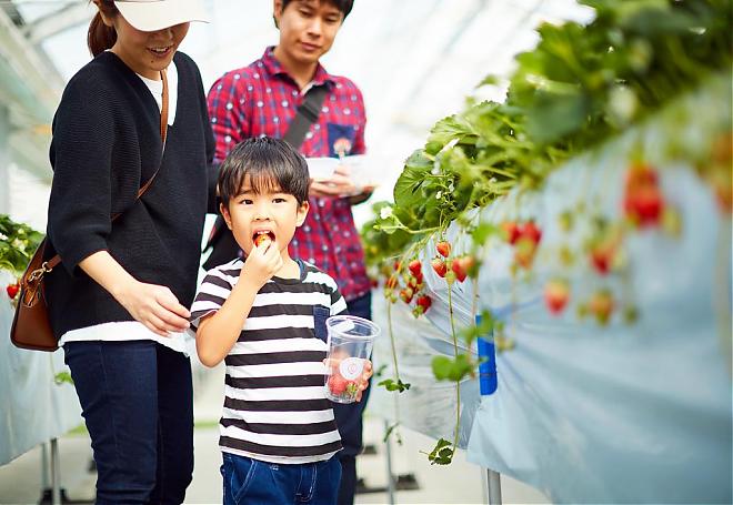 【冲绳冬季限定】采草莓吃到饱体验