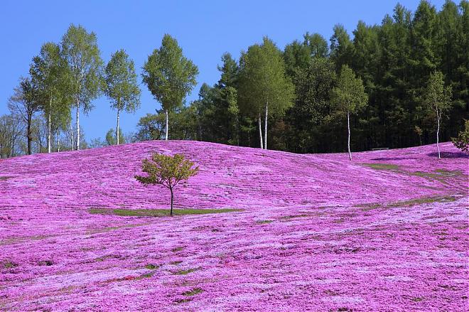 【北海道花海】北海道道东花海，樱花＆郁金香赏花一日游