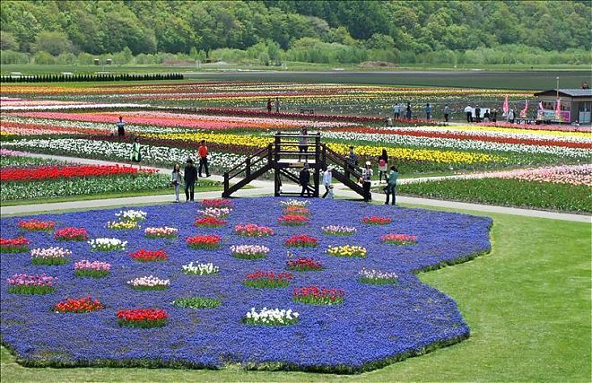 【北海道花海】北海道道东花海，樱花＆郁金香赏花一日游