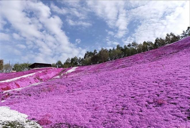 【北海道花海】北海道道东花海，樱花＆郁金香赏花一日游