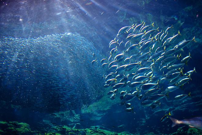 长崎九十九岛水族馆门票（可加购采集珍珠体验）