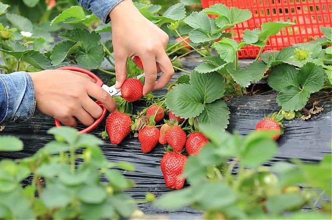 2020首尔杜鹃花庆典×赏樱花×采草莓一日游