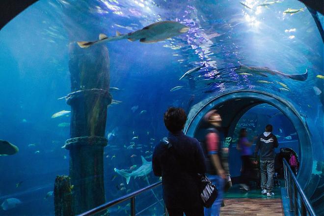 【墨尔本亲子同游景点】墨尔本海洋生物水族馆