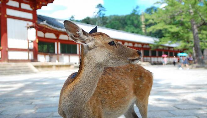 【奈良樱花季限定】吉野山夜间赏樱点灯