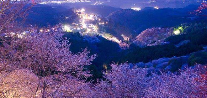 【奈良樱花季限定】吉野山夜间赏樱点灯