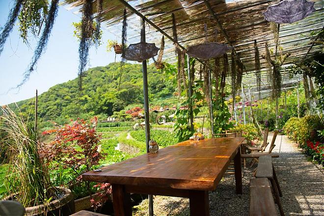阳明山竹子湖绣球花季｜百年山谷梯田赏花之旅