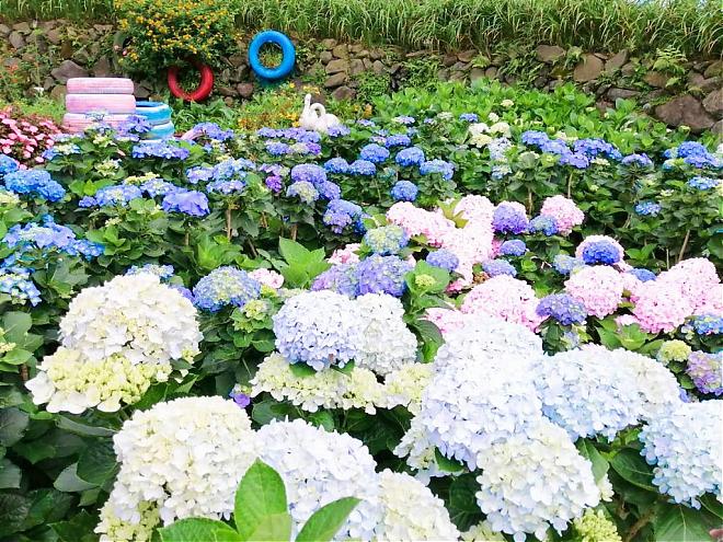 阳明山竹子湖绣球花季｜百年山谷梯田赏花之旅