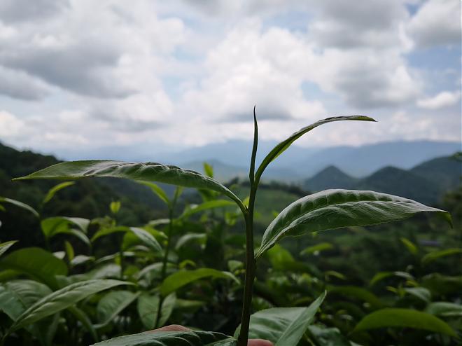 南投鹿谷 | 茶文化小旅行(半日游／一日游)