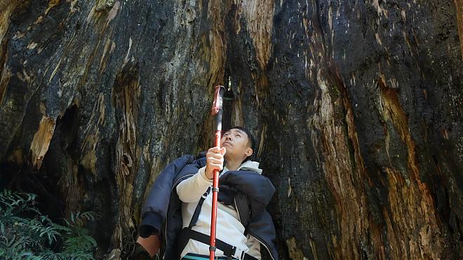 新竹北得拉曼山巨木步道一日｜全台最低海拔桧木森林