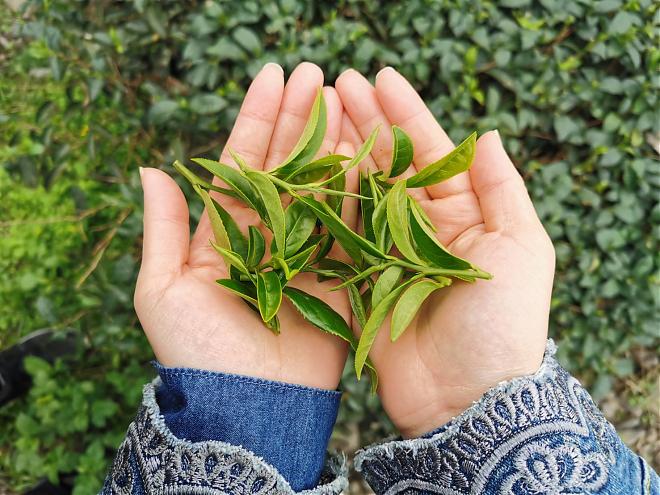 大家来找“茶”，宜兰亮点茶庄体验X手做茶香故事枕