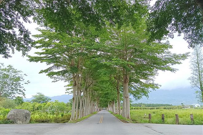 台东鹿野半日自行车小旅行｜梦幻湖溼地＆龙田绿色隧道