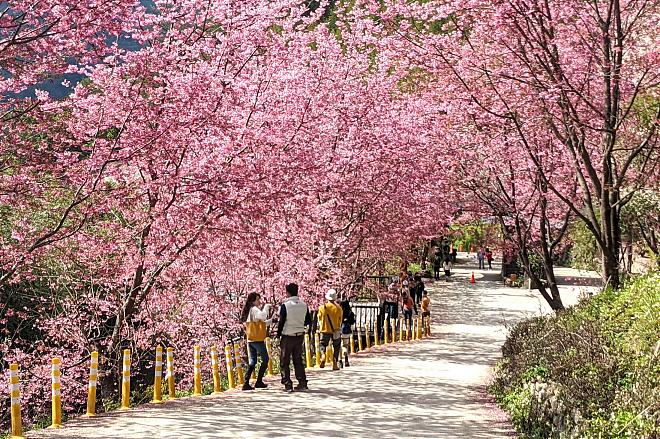 新竹司马库斯星空露营团｜野外私厨．山林生活