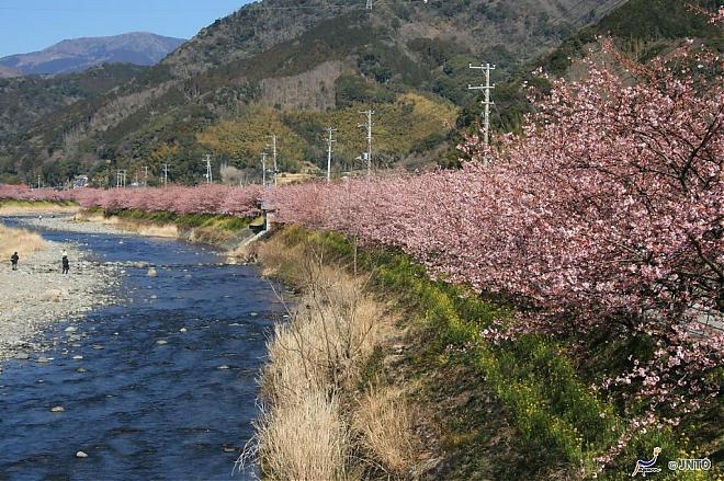 【新宿出发】2020静冈伊豆河津樱．赏樱采草莓二日游