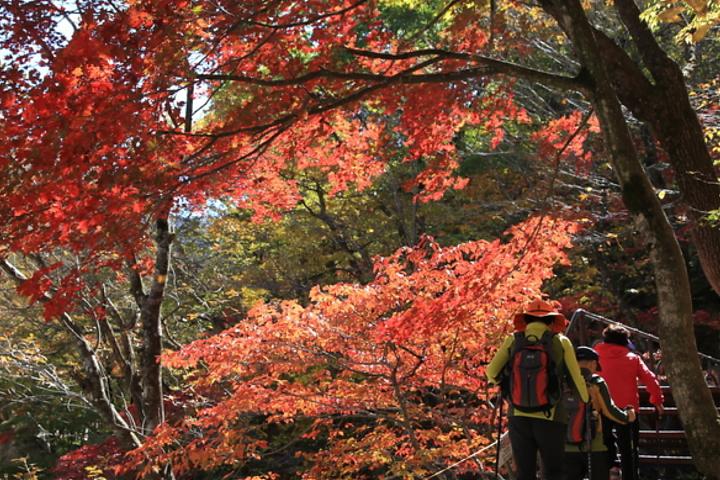 2024韩国雪岳山赏枫红＆束草市场美食一日游｜中/英文导游