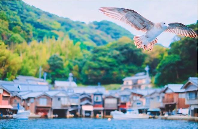岚山.天桥立.伊根船屋.美山町合掌村雪灯笼2日游|京都.大阪出发