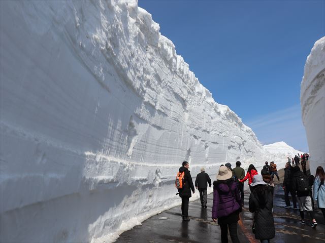仙台出发|2025宫城藏王雪墙×大河原一目千本樱一日游
