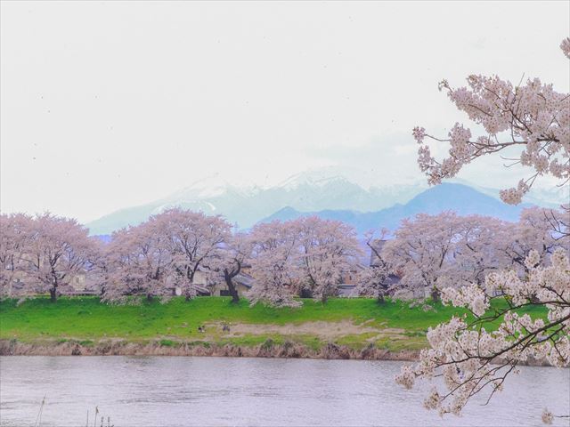 仙台出发|2025宫城藏王雪墙×大河原一目千本樱一日游