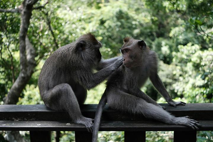 乌布经典Chill玩一日游｜圣猴公园、瀑布俱乐部、购物中心