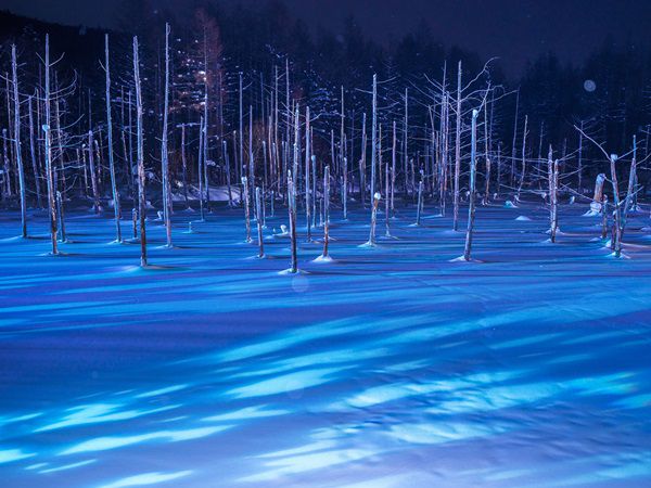 北海道旭山动物园一日游｜美瑛青池、白须瀑布